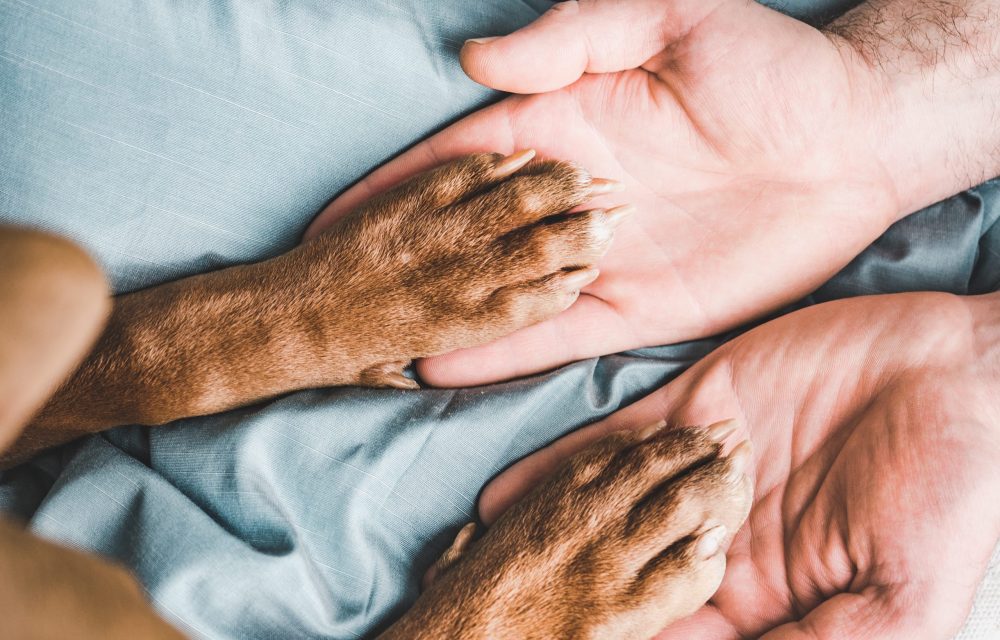 Man's hands holding paws of a young puppy. Close-up, indoor. Day light. Concept of care, education, obedience training, raising pets